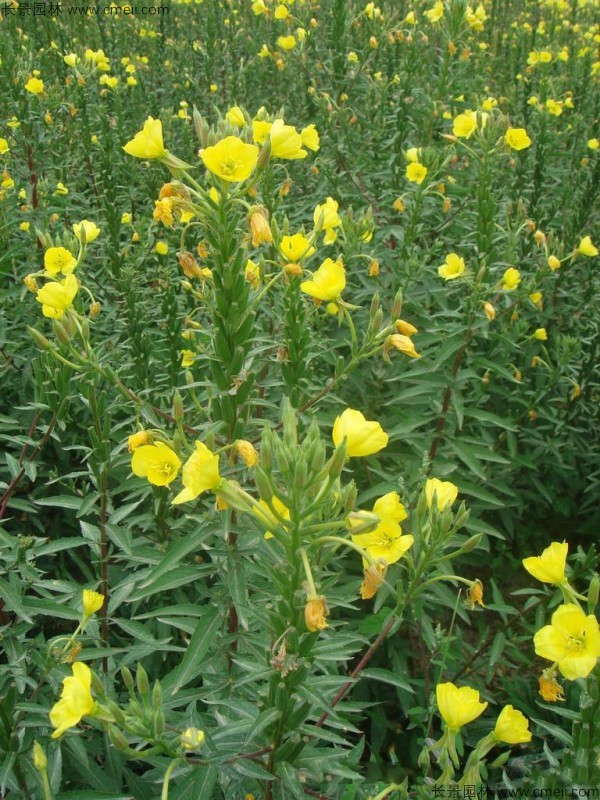 夜來(lái)香種子發(fā)芽出苗開花圖片