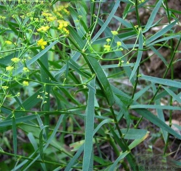 柴胡種子發(fā)芽出苗開花圖片