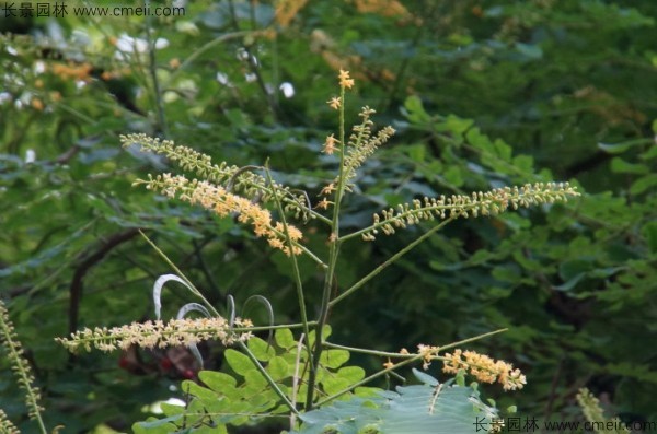 紅豆樹(shù)開(kāi)花圖片