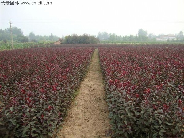 紅葉李種子發(fā)芽出苗圖片