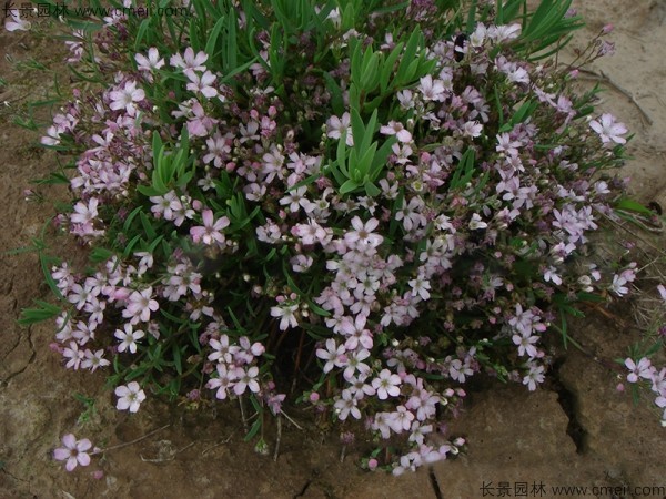 滿(mǎn)天星植物開(kāi)花圖片