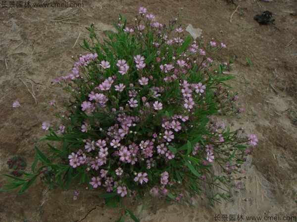 滿(mǎn)天星植物開(kāi)花圖片