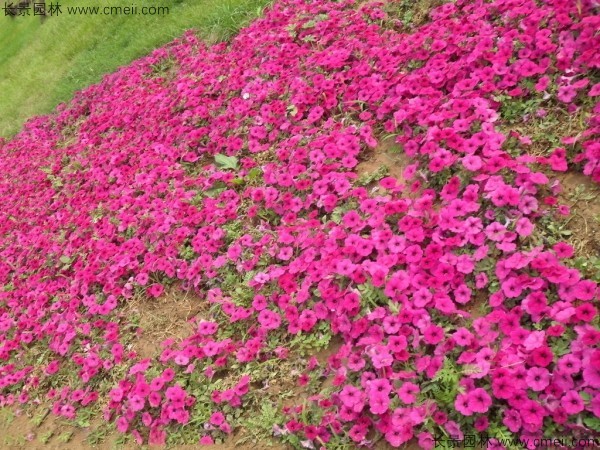 牽?；ǚN子發(fā)芽出苗開花圖片