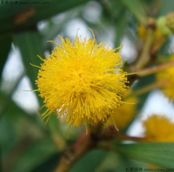 臺(tái)灣相思樹開花圖片