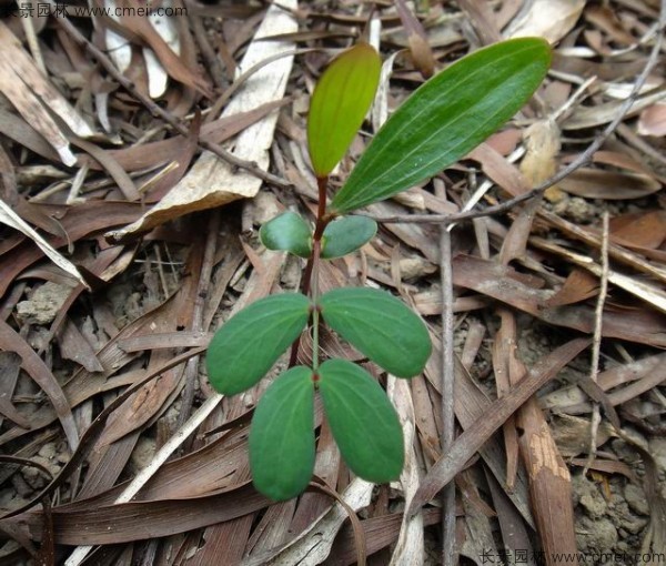 臺(tái)灣相思樹種子發(fā)芽出苗圖片