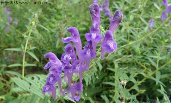 黃芩種子發(fā)芽出苗開花圖片