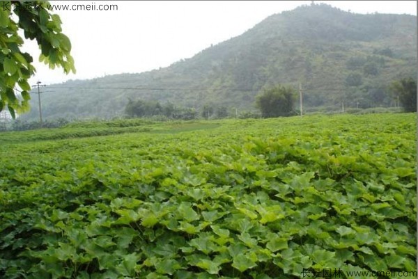 油桐樹種子發(fā)芽出苗圖片