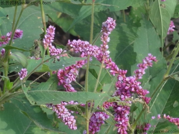 水紅花種子發(fā)芽出苗開花圖片