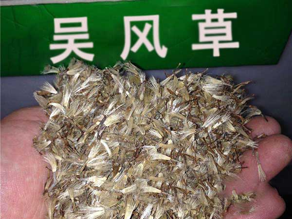 大吳風(fēng)草種子圖片