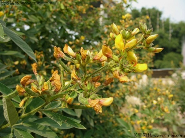 木豆種子發(fā)芽出苗開花圖片