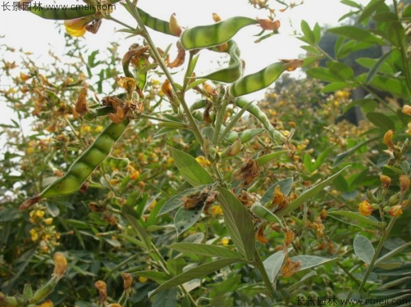 木豆種子發(fā)芽出苗開花圖片