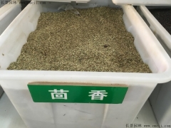 茴香種子