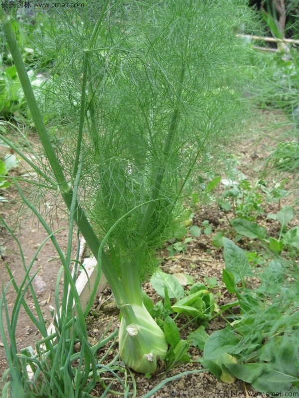 茴香種子發(fā)芽出苗圖片