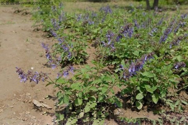 丹參種子發(fā)芽出苗開(kāi)花圖片