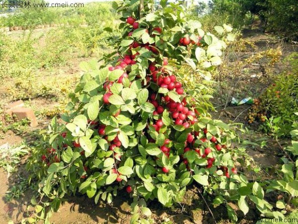 鈣果種子發(fā)芽出苗開花結(jié)果圖片