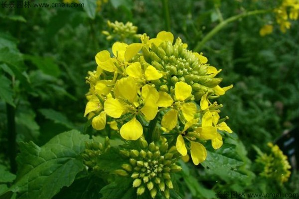 白芥子種子發(fā)芽出苗開(kāi)花圖片