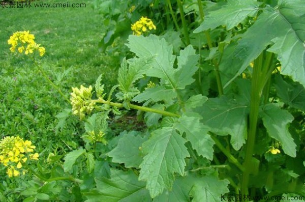 白芥子種子發(fā)芽出苗開(kāi)花圖片