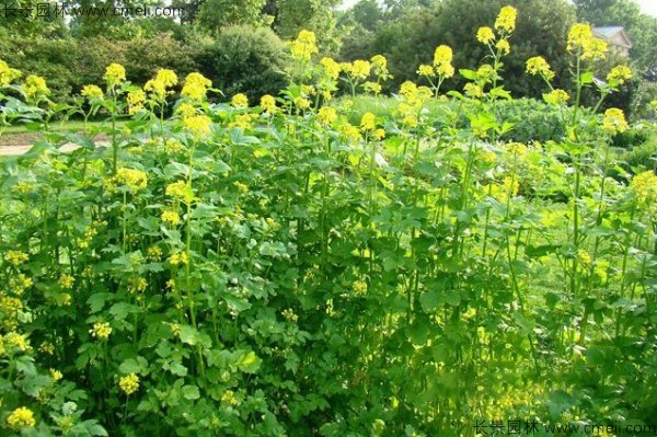 白芥子種子發(fā)芽出苗開(kāi)花圖片