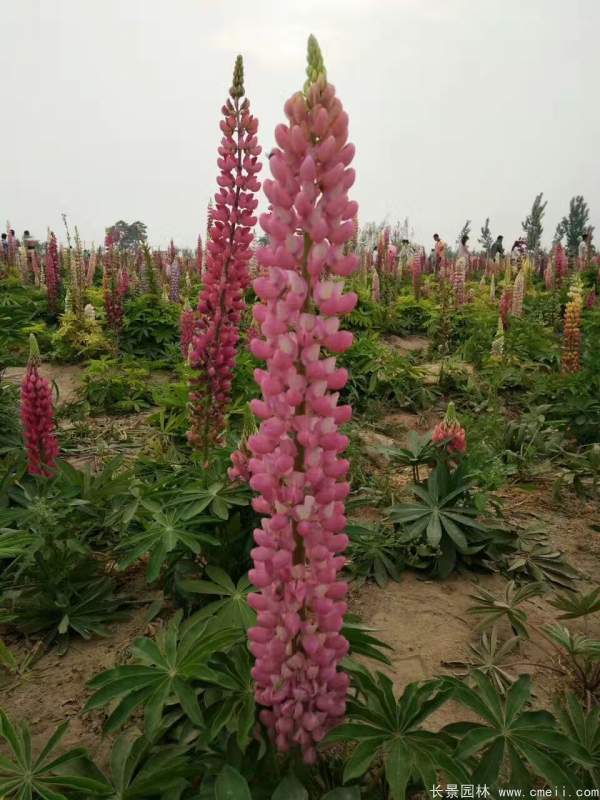 魯冰花種子發(fā)芽出苗開花圖片