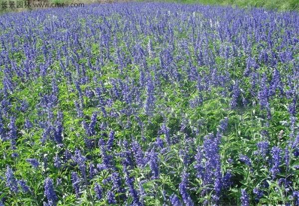 鼠尾草種子發(fā)芽出苗開(kāi)花圖片