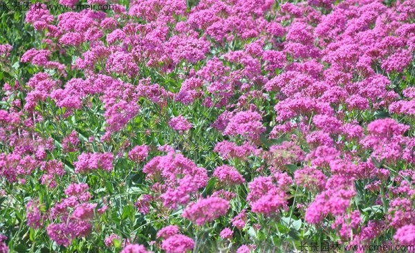 高雪輪種子發(fā)芽出苗開花圖片