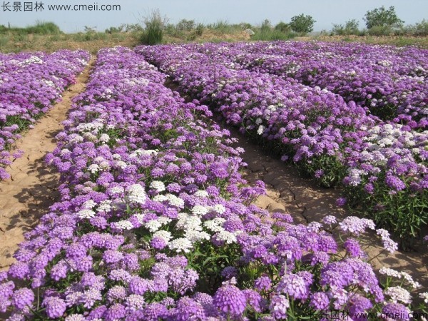 蜂室花種子發(fā)芽出苗開(kāi)花圖片