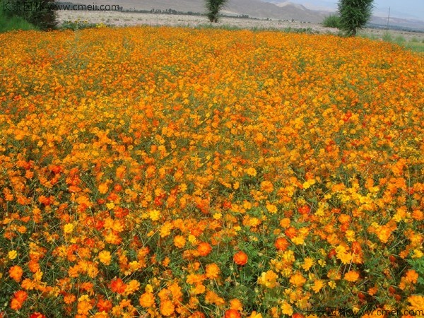 硫化菊種子發(fā)芽出苗開(kāi)花圖片