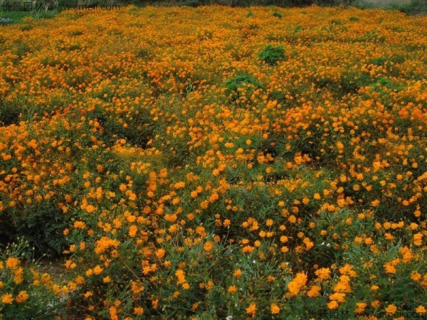 硫化菊種子發(fā)芽出苗開(kāi)花圖片