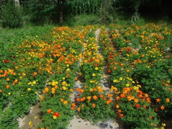 硫化菊種子發(fā)芽出苗開(kāi)花圖片