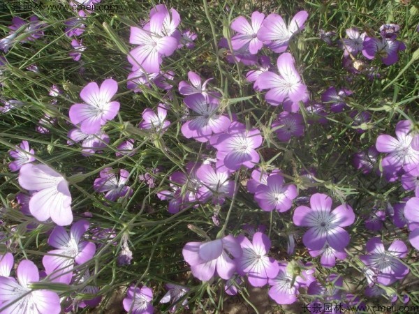 麥仙翁種子發(fā)芽出苗開(kāi)花圖片