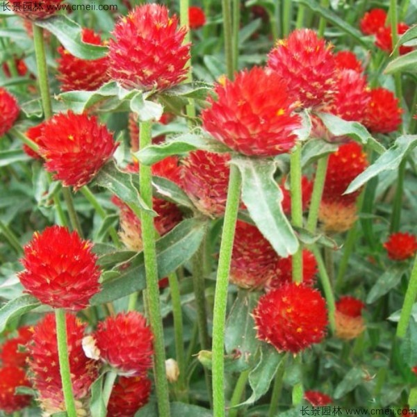 千日紅種子發(fā)芽出苗開(kāi)花圖片