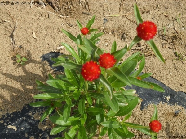 千日紅種子發(fā)芽出苗開(kāi)花圖片