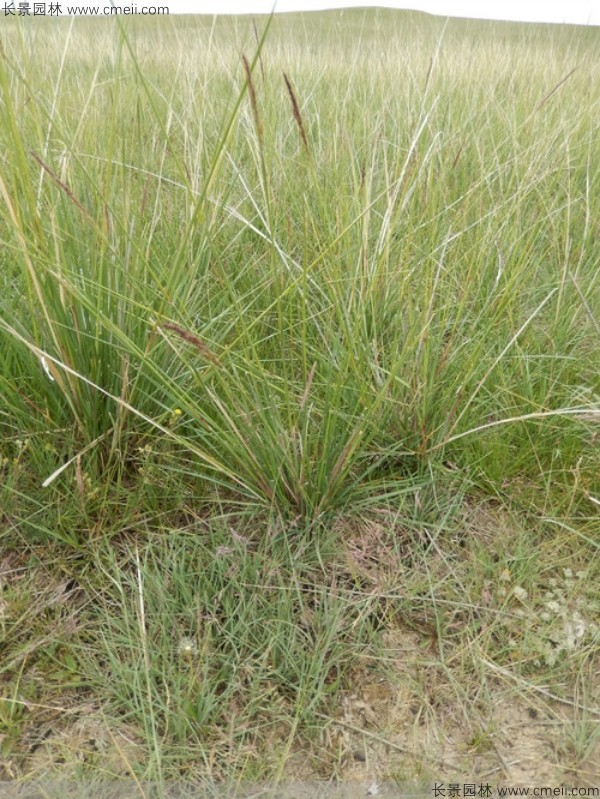 芨芨草種子發(fā)芽出苗圖片