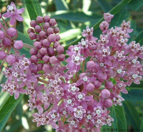 馬利筋種子發(fā)芽出苗開(kāi)花圖片