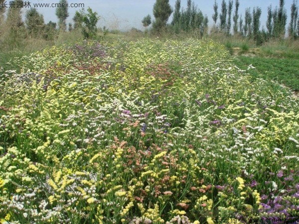 勿忘我種子發(fā)芽出苗開花圖片