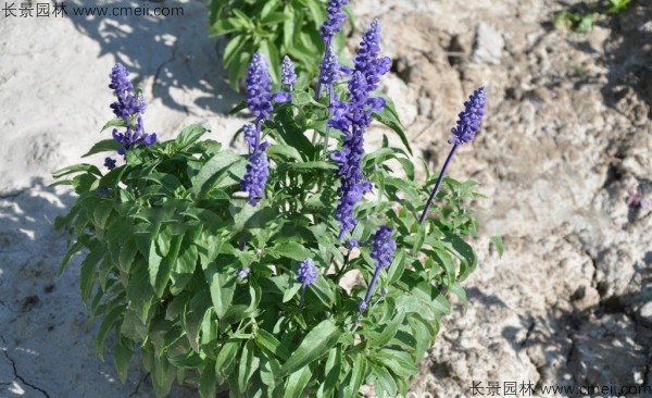 藍(lán)花鼠尾草種子發(fā)芽出苗開(kāi)花圖片