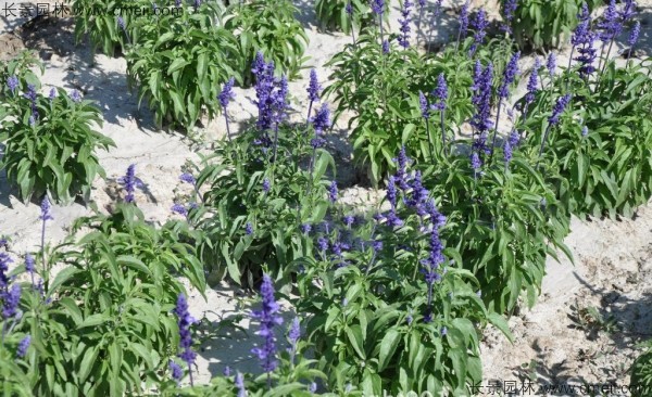 藍(lán)花鼠尾草種子發(fā)芽出苗開(kāi)花圖片