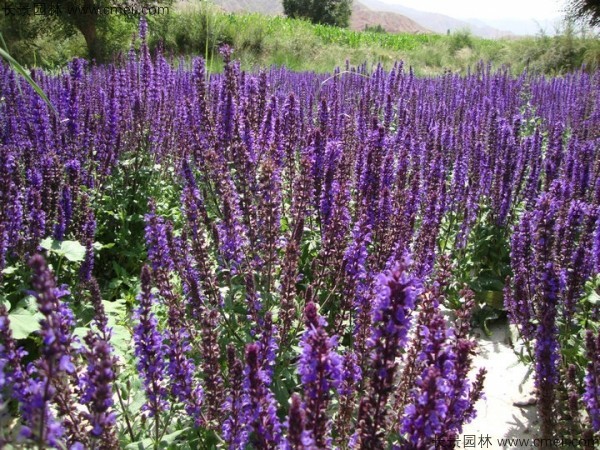 藍(lán)花鼠尾草種子發(fā)芽出苗開(kāi)花圖片