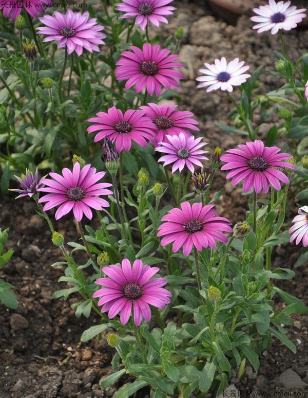 非洲菊種子發(fā)芽出苗開花圖片