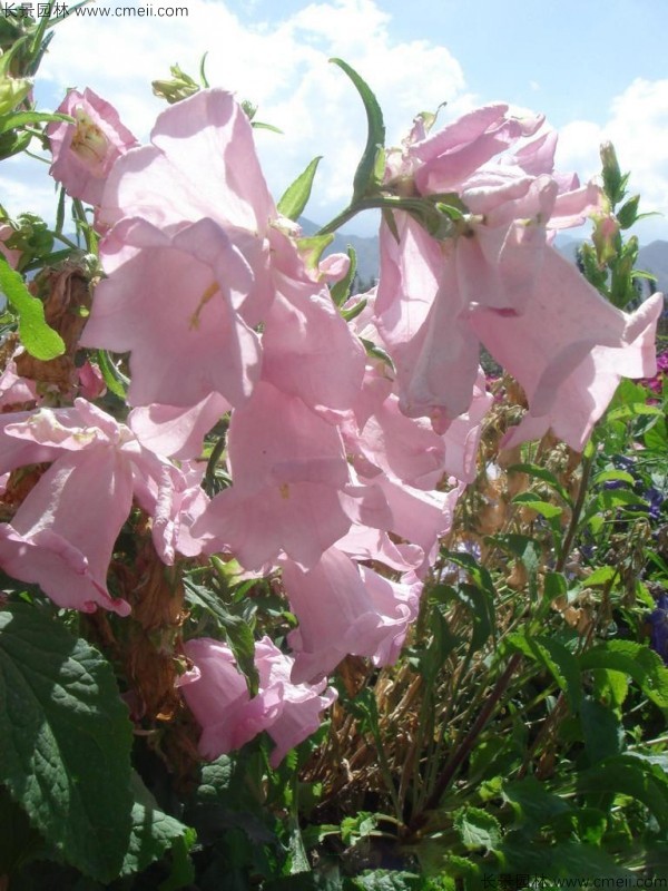 風(fēng)鈴花種子發(fā)芽出苗開(kāi)花圖片