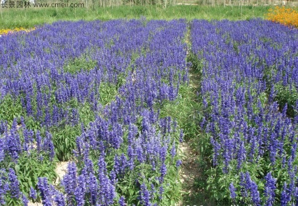 芳香鼠尾草種子發(fā)芽出苗開(kāi)花圖片