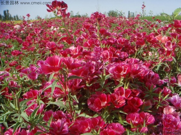 古代稀種子發(fā)芽出苗開花圖片