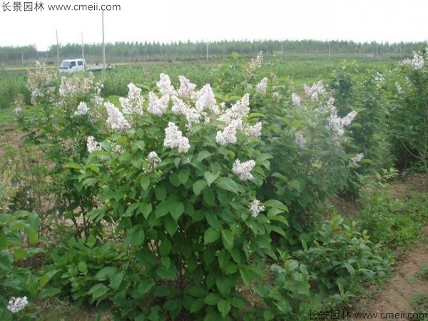 暴馬丁香種子發(fā)芽出苗圖片