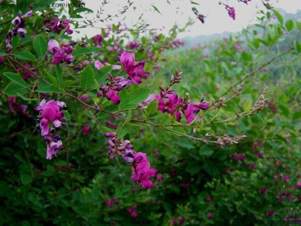 胡枝子種子發(fā)芽出苗開(kāi)花圖片