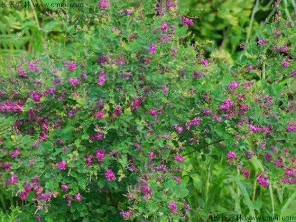 胡枝子種子發(fā)芽出苗開(kāi)花圖片