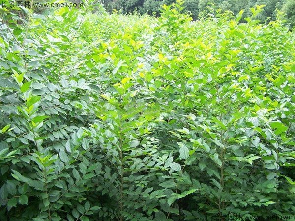 小葉樸樹(shù)種子發(fā)芽出苗圖片