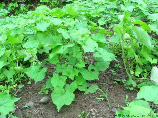 蕎麥種子發(fā)芽出苗圖片