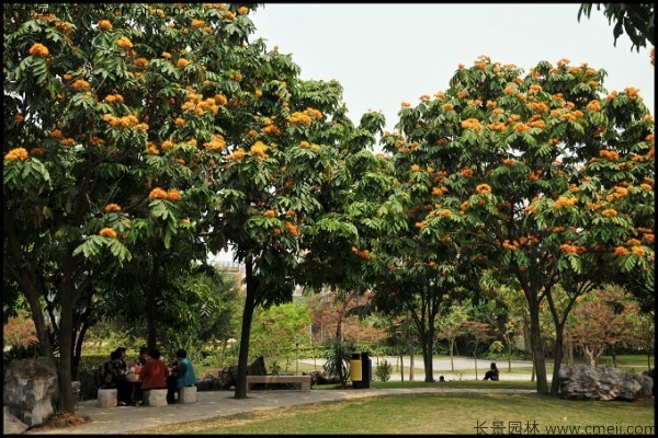 無(wú)憂樹(shù)種子發(fā)芽出苗開(kāi)花圖片