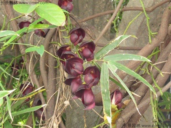 雞血藤種子發(fā)芽出苗開(kāi)花圖片