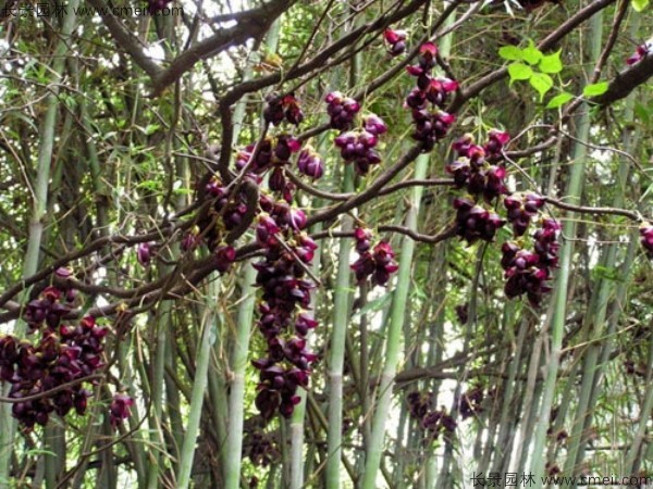 雞血藤種子發(fā)芽出苗開(kāi)花圖片